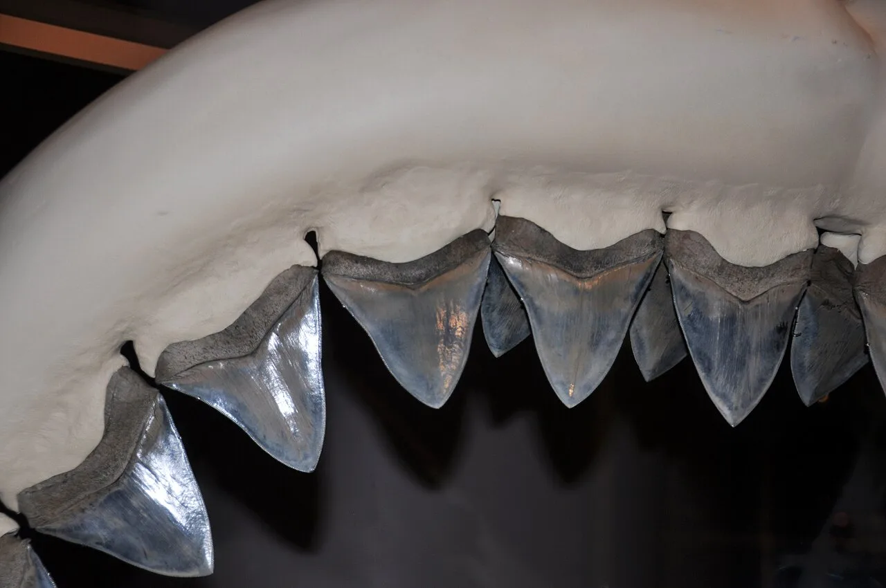 Megalodon