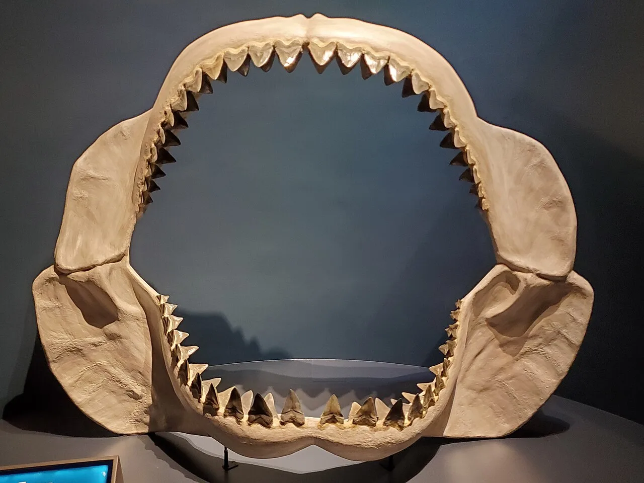 Megalodon