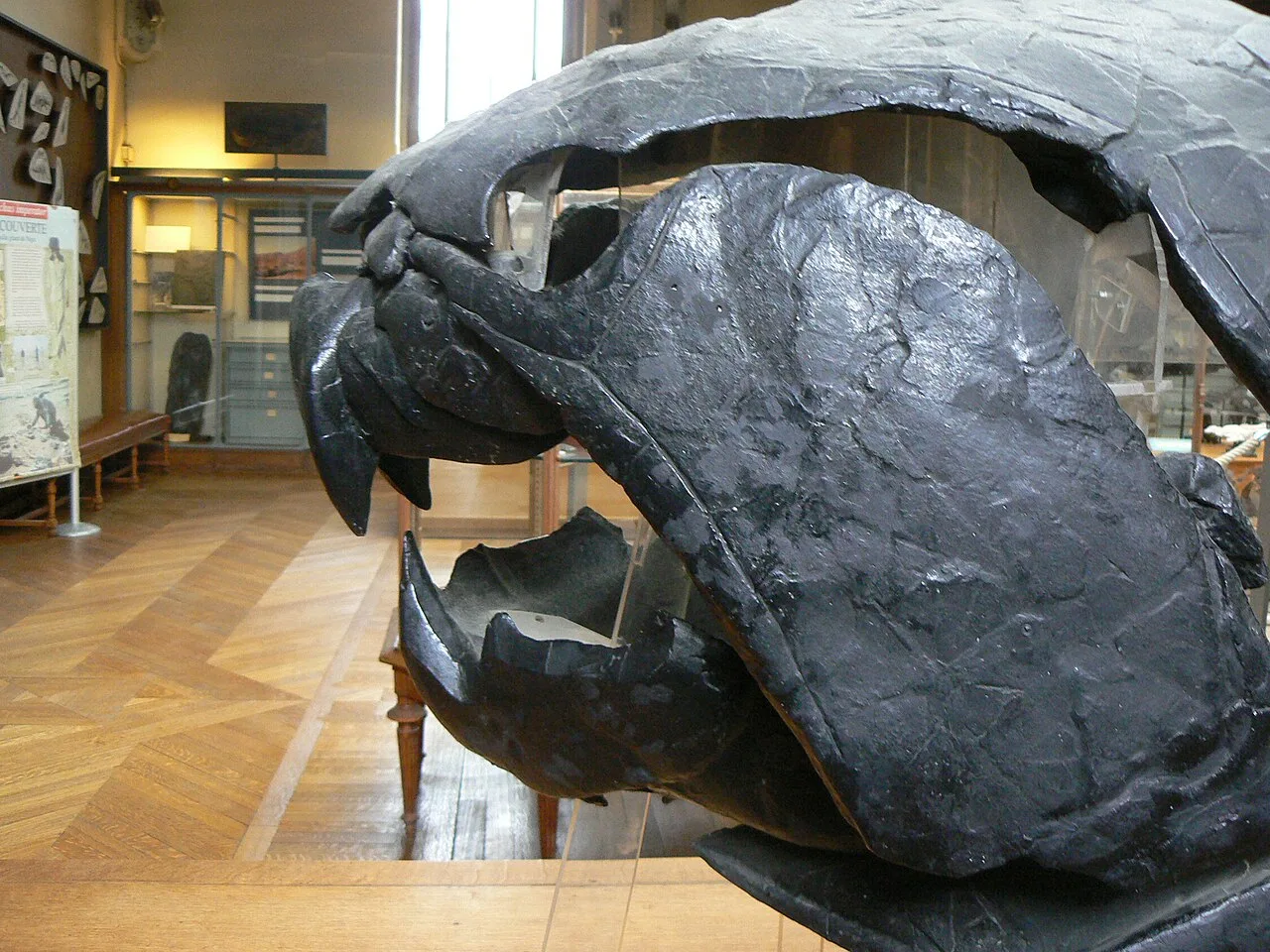 Dunkleosteus