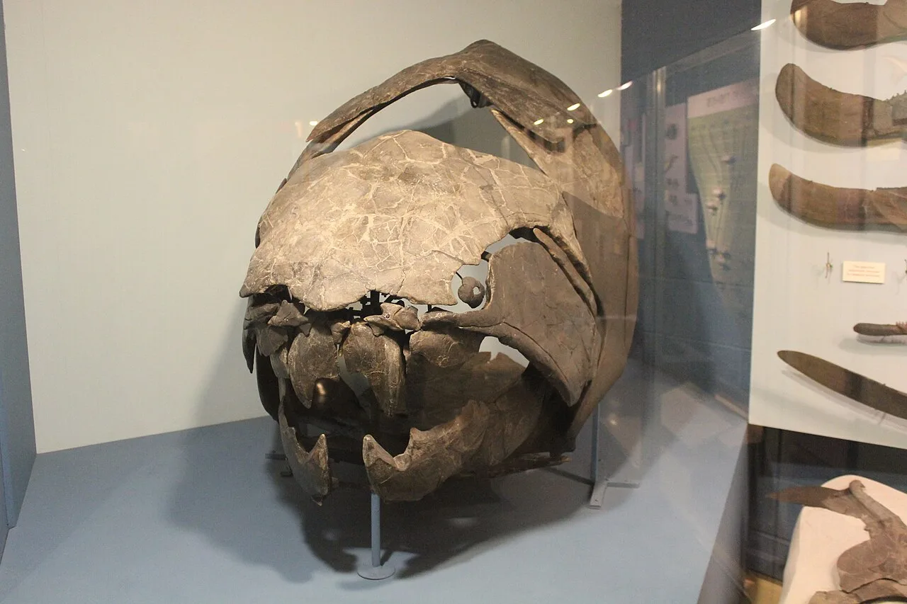 Dunkleosteus