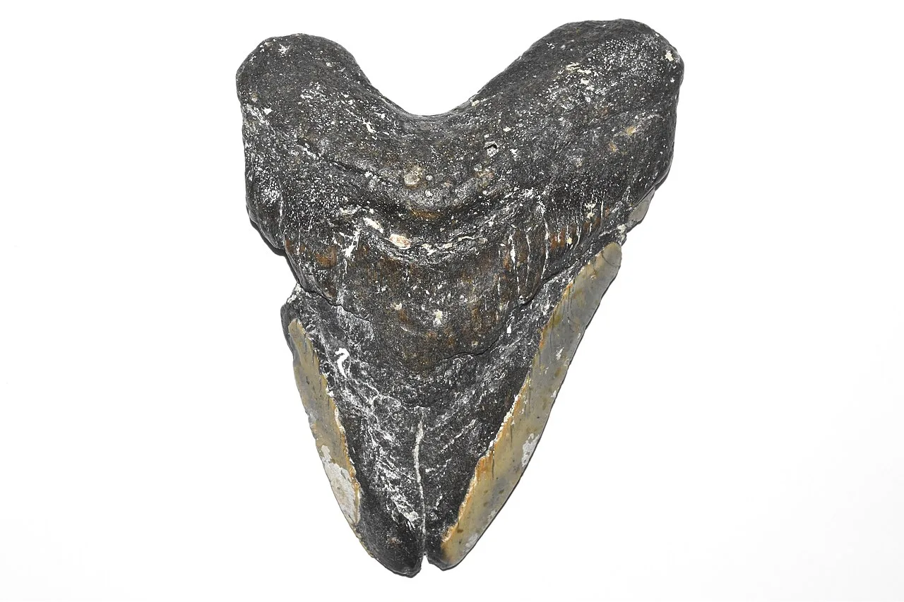 Megalodon