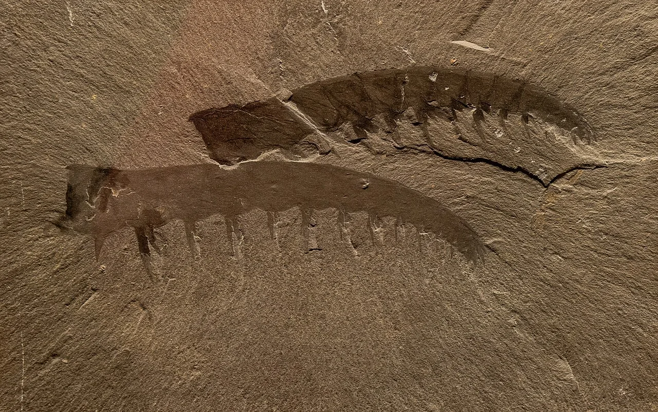 Anomalocaris